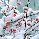 中国红