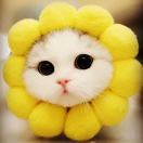 躲猫猫