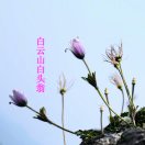 乐山