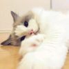 猫掌一朵花