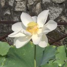 林夕