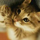贪婪的猫