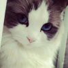 加菲猫猫