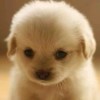 Little Bear33