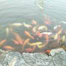 悦悦