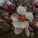 李惠珍