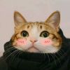 做我的猫♀喵