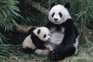 Pandas平度张书仁