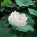 郭花