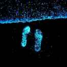 Aison