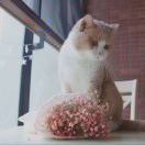 大猫Miamiamia