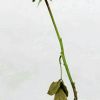 爷们意志在坚强