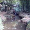 天山雪莲