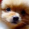 别扯犊子。