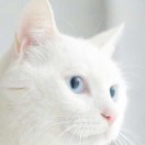 _