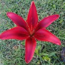小炒手撕包菜