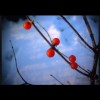 红豆51