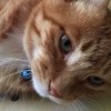 猫哥/ka