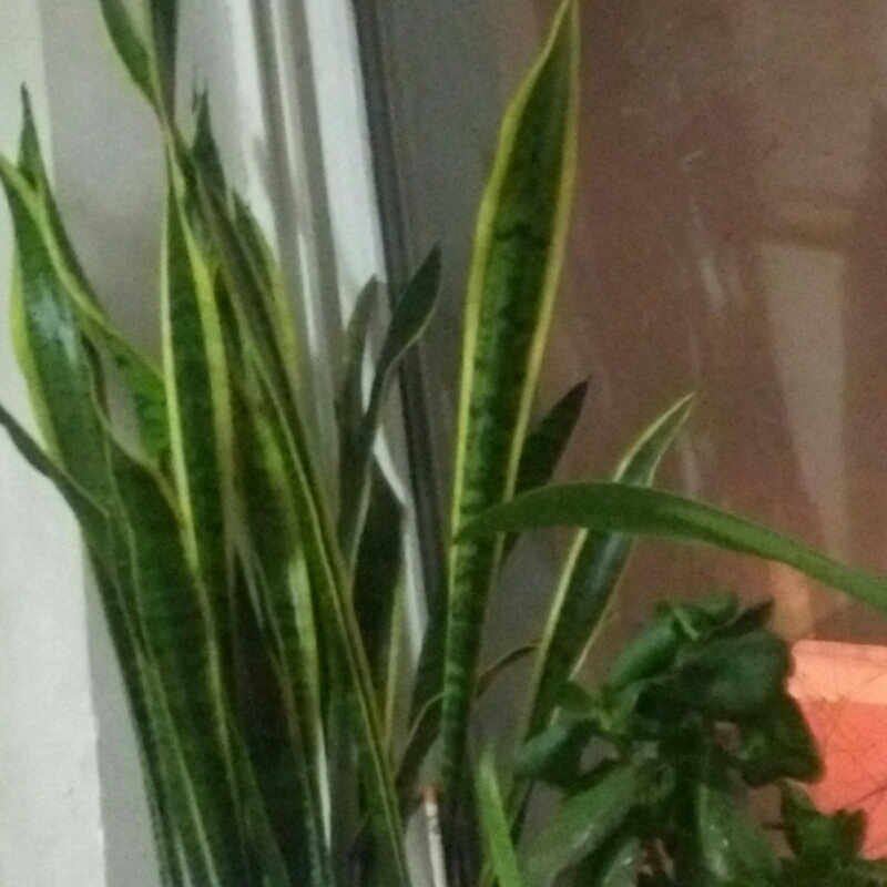 ♀小小听客♀