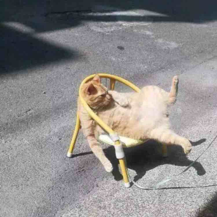 蓝槑