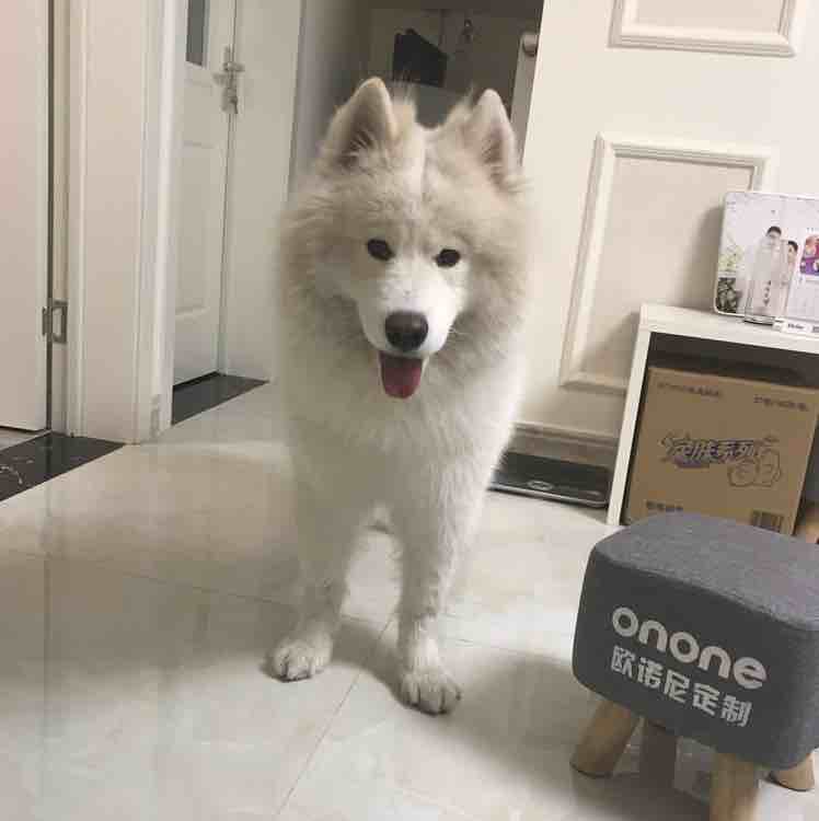 大黑狼