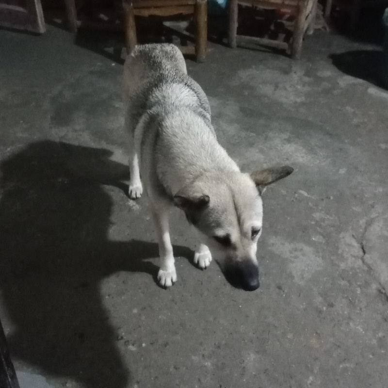 田园犬