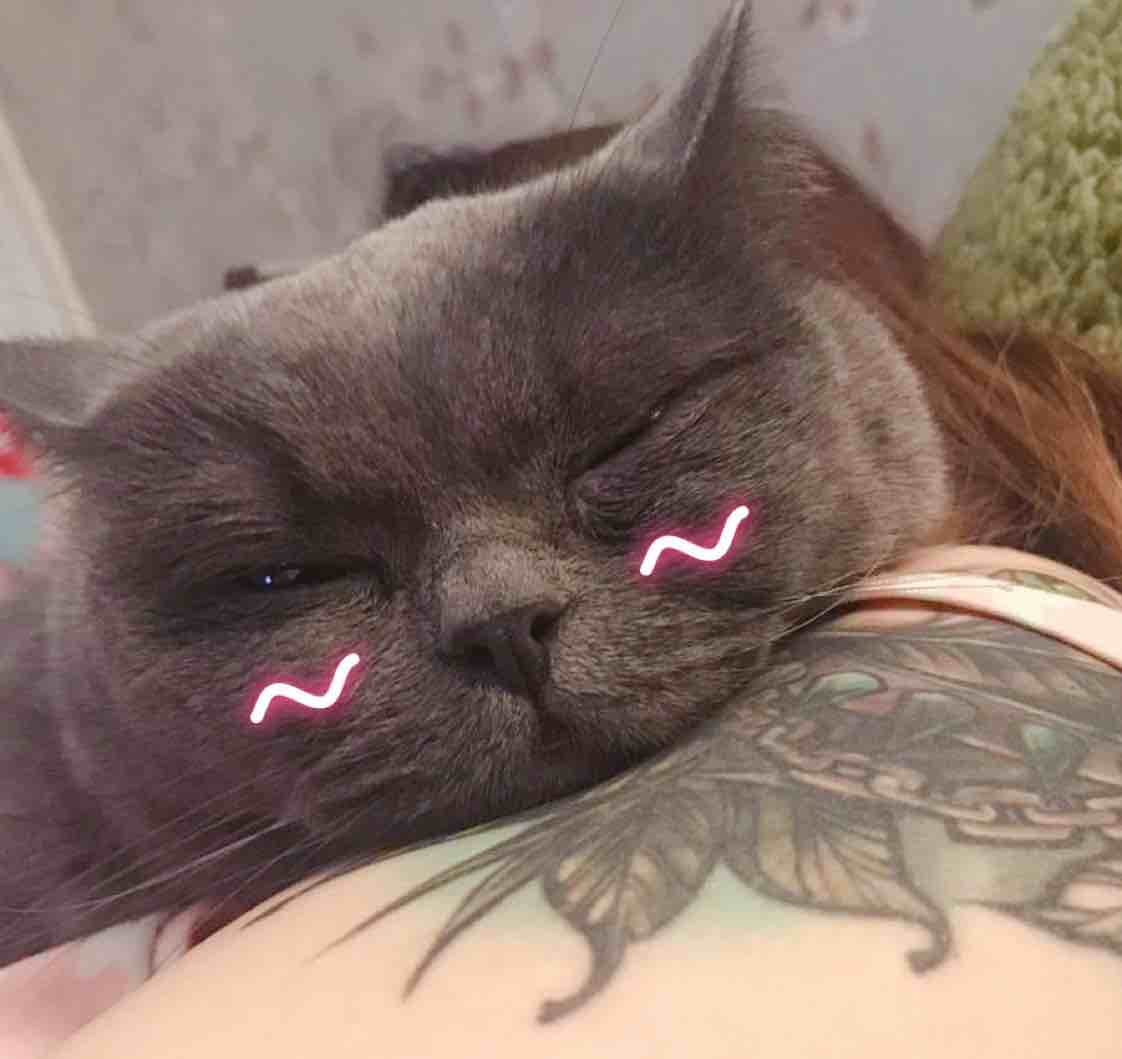 一个小猪猪