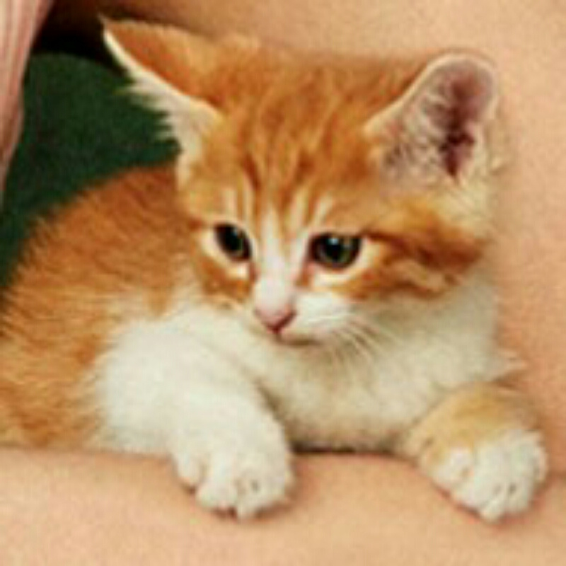 小老虎猫
