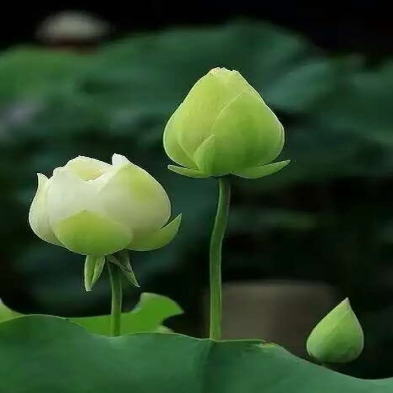 顺风顺水Li