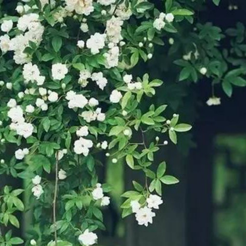 杨清棈