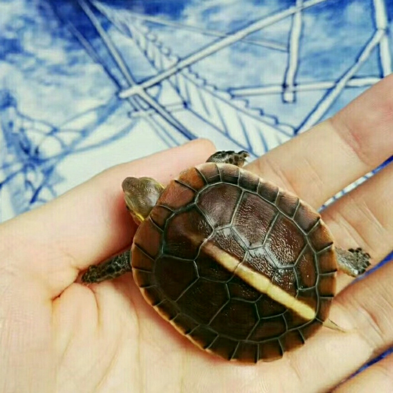 Suejaneju