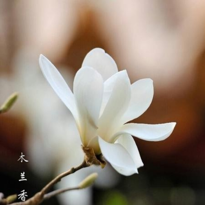 是慧慧哒