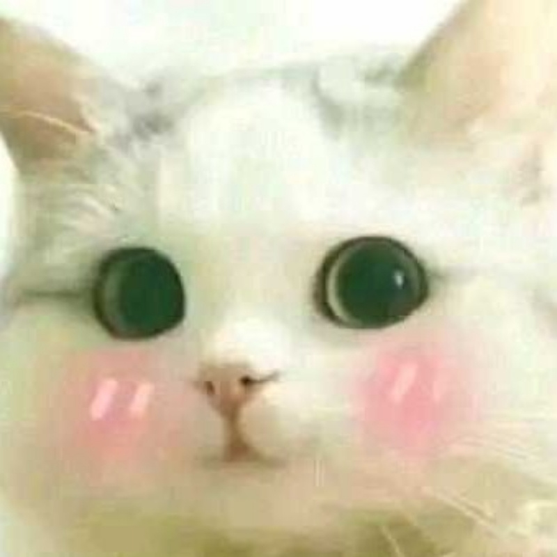 猫の头