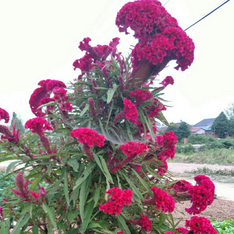 马夷凡