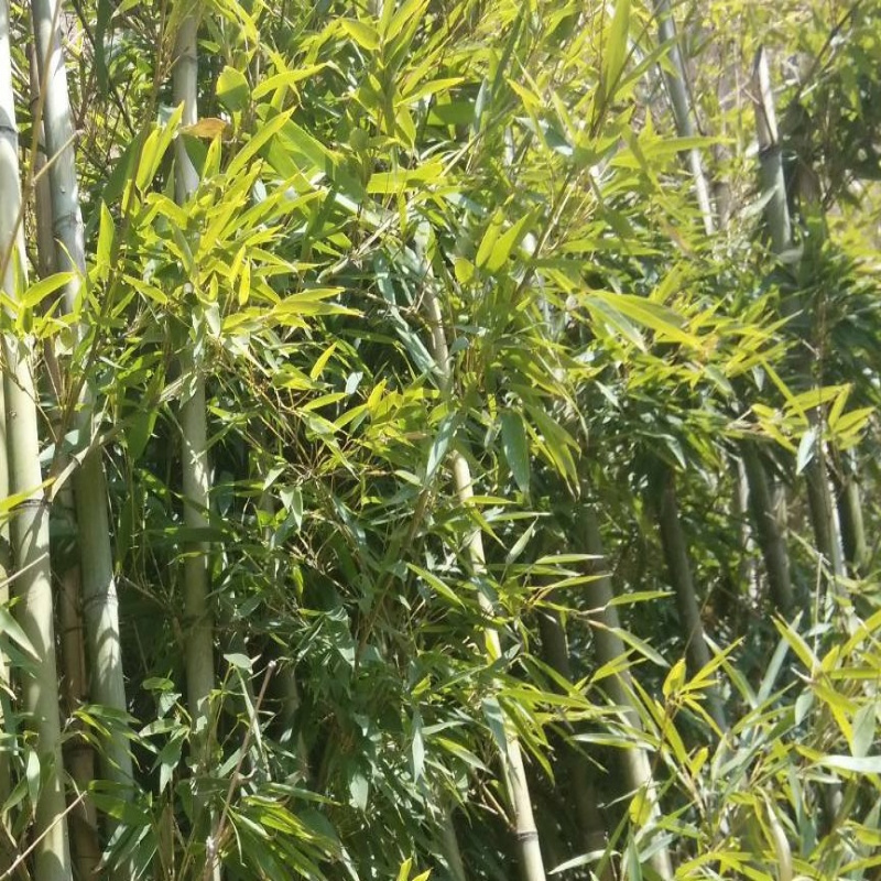 竹林来了