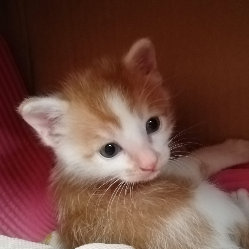 灰灰猫叔