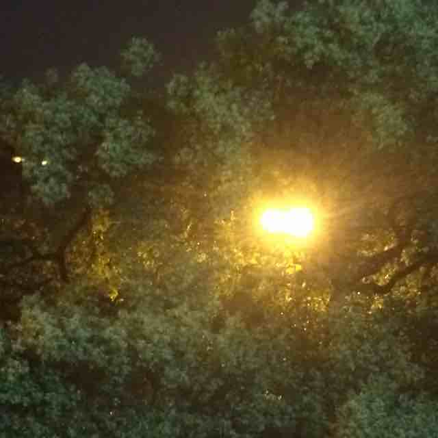 小梦猫