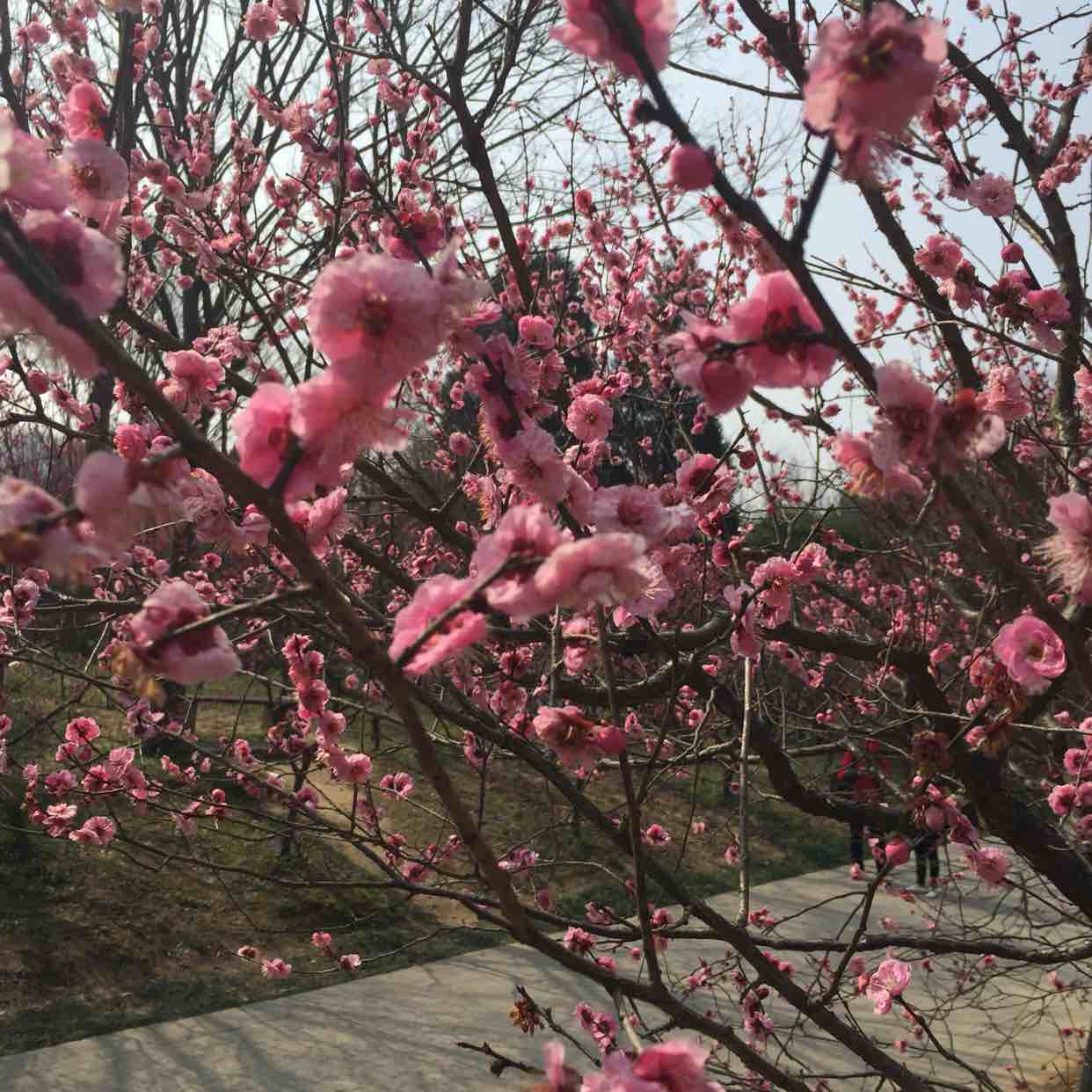 羊羊