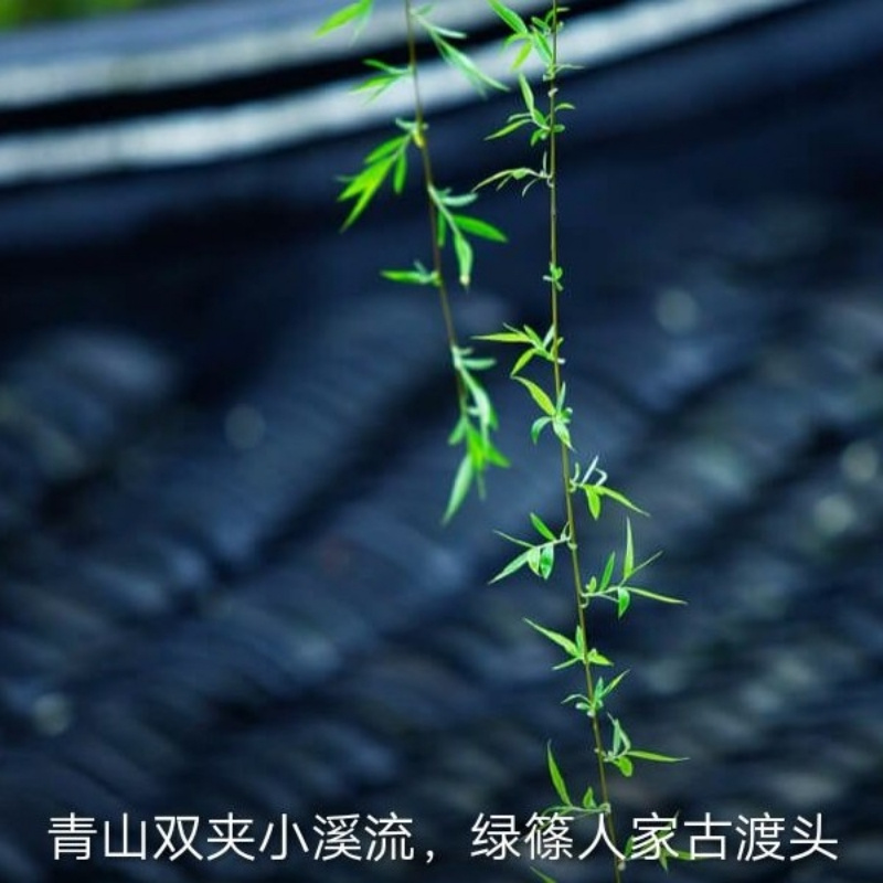 以后所有的伤痛都自己抗