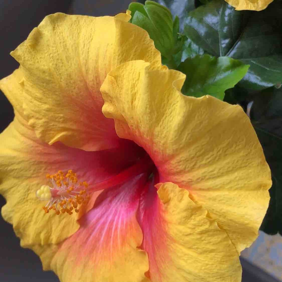 丹曼依伦·皮草