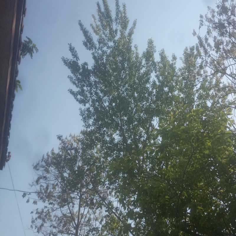 我是张大大