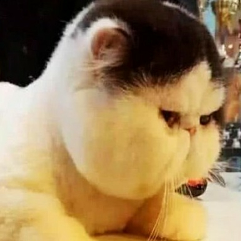 成大航