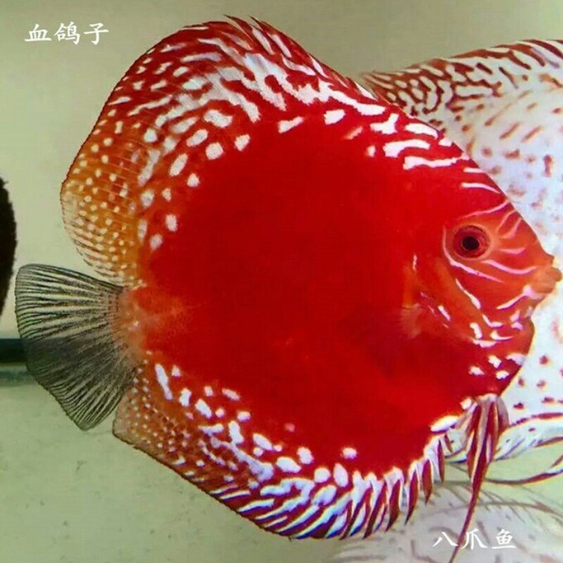 北京观赏鱼