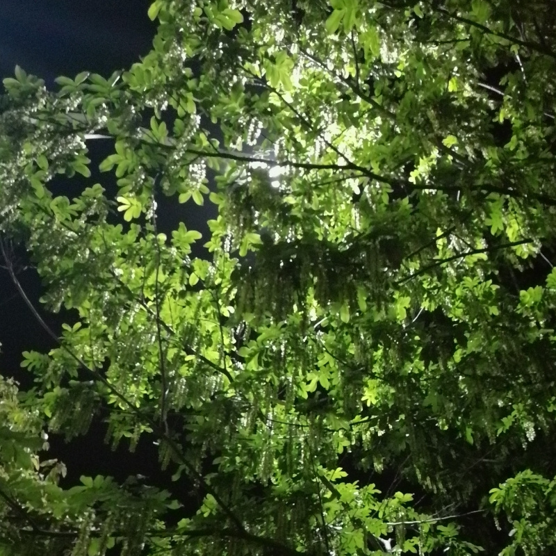 淡海吟风