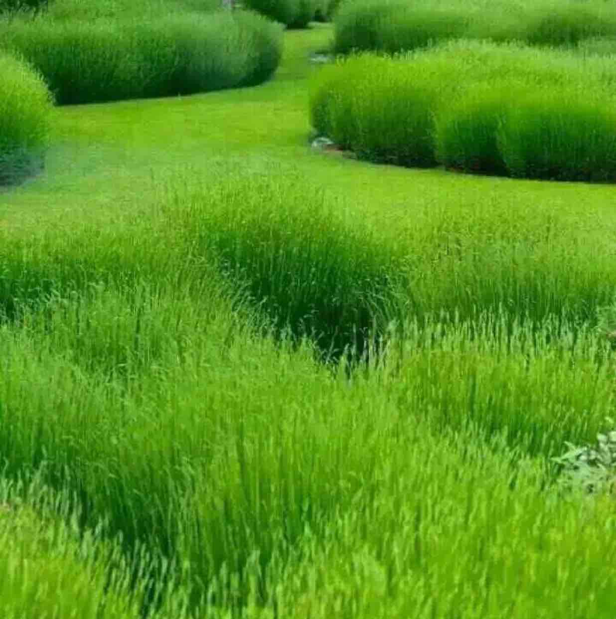 QDZKQ青岛啤酒