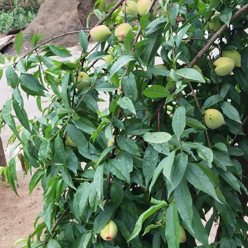巴蜀御史