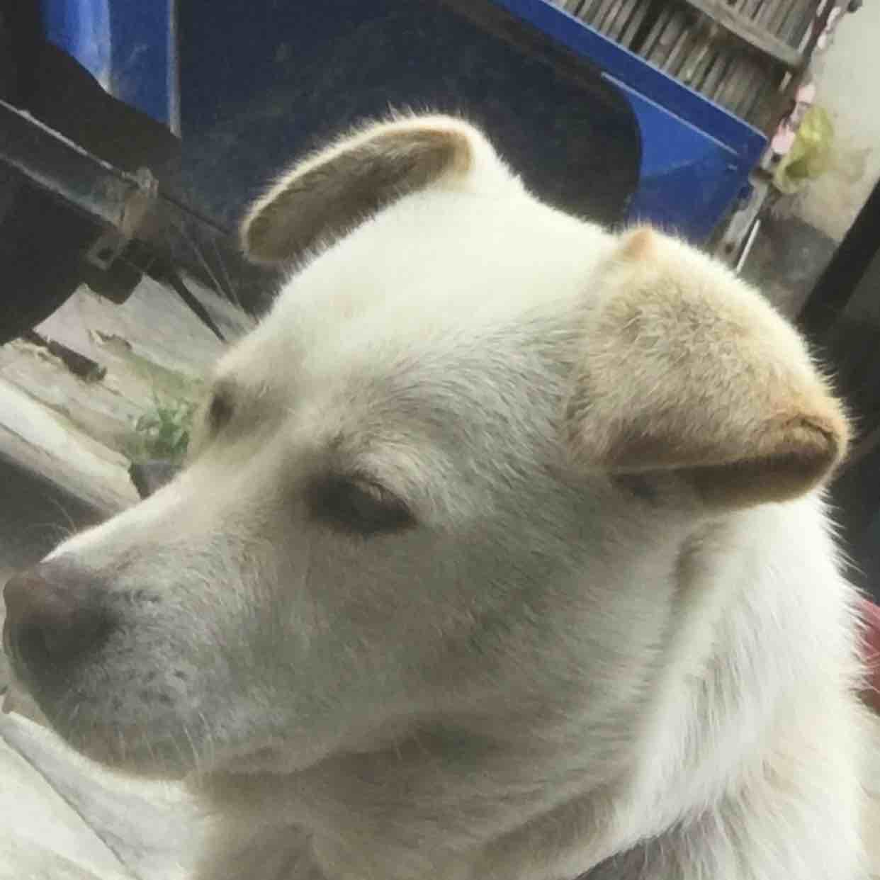 小狗钱钱