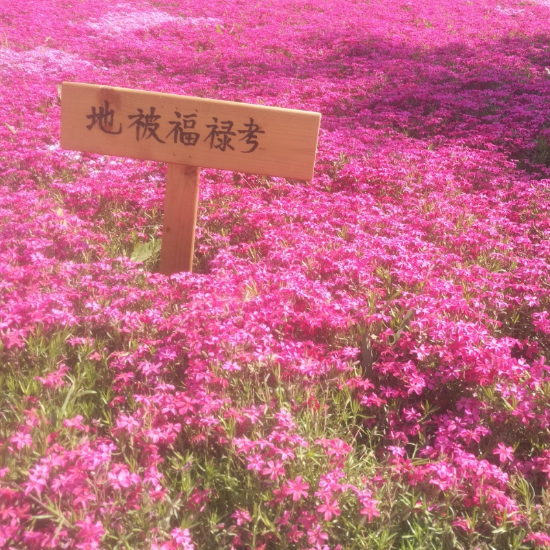 MC--小杰