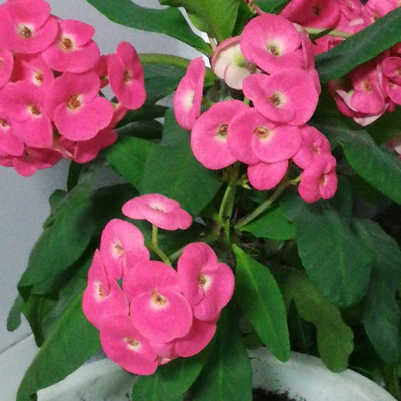 冯慧芝