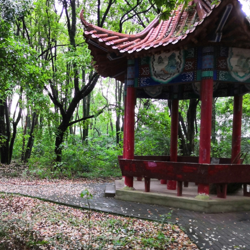 紫色苏铭